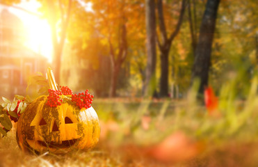 Halloween background. Festive pumpkin head in the forest on the grass. The lights of a sun