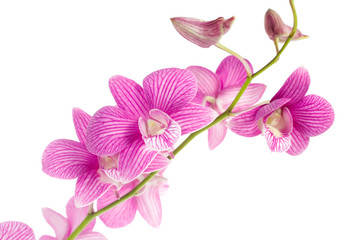 Naklejka na ściany i meble pink orchid flowers isolated on white background