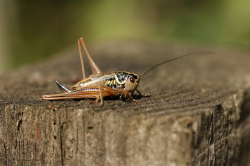 A beautiful Roesel's Bush-Cricket, Metrioptera roeselii, perching on wood fence post.