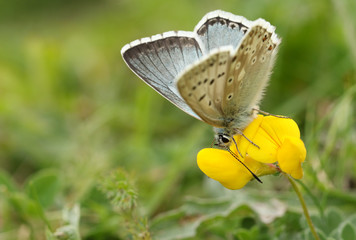 A pretty Chalk Hill Blue Butterfly, Polyommatus coridon, feeding on the pollen in a Bird's-foot-trefoil wildflower.