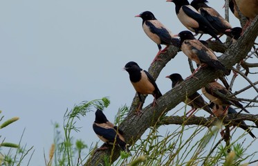 bird on branch