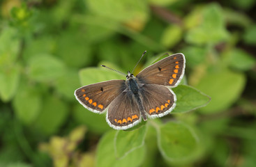 A beautiful Brown Argus Butterfly, Aricia agestis, perching on a plant in a meadow.