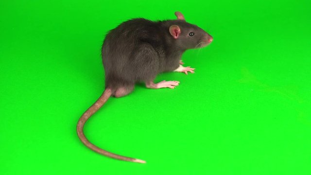 Gray rat on green screen background