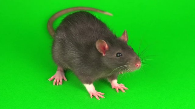 Gray rat on green screen background