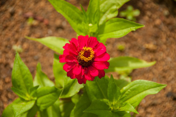 Isolated flower in the garden