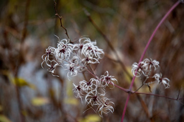 White fluffy and soft Clematis seeds on dark purple stems with dark blurry background. Autumn plants and flowers closeup. Fall nature aesthetics. Natural backdrop.