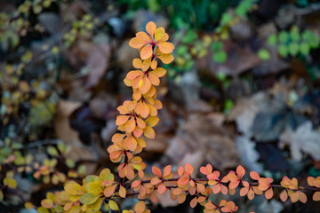 Red autumn leaves. Branches of bush with lush foliage in orange and red vibrant colors on blurry dark green background. Autumn textures of fresh leaves. Natural fall backdrop.