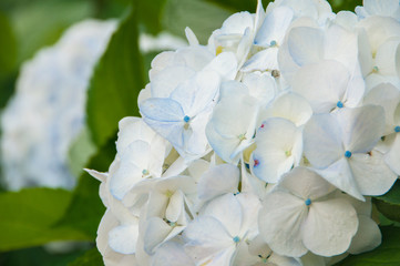 Hydrangeas are the typical flowers of the Azores Islands