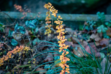 Long thin branch with tiny round orange leaves on blurry green background. Autumn textures of lush foliage. Natural backdrop in vibrant fall colors.