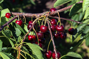 Cherries hanging on a cherry tree branch