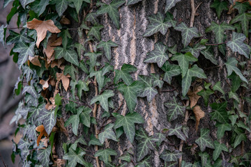 Ivy on tree trunk. Ivy leaves on weathered cracked tree bark background. Fresh green leaves of...