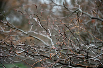 Tree in winter. Curly tree branch texture in dark cold shade palette. Autumn bare tree branches with red buds on blurred background. Fall seasonal backdrop.