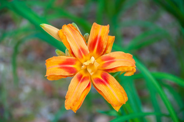 Obraz premium Lily flower in orange tones