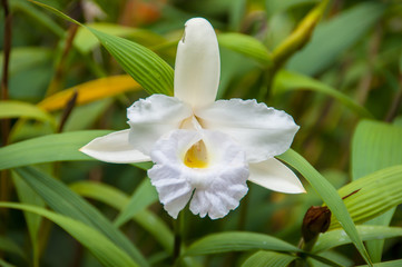Naklejka na ściany i meble Beautiful white lily in the garden