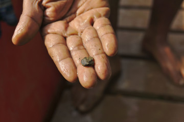Fototapeta premium Raw black and brown gemstone is on woman miner fingers