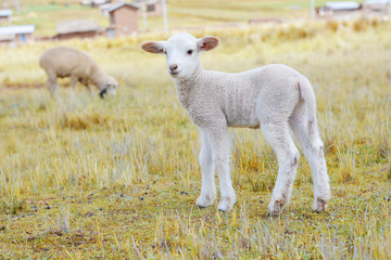 Naklejka na ściany i meble Little white lamb on the farmland.