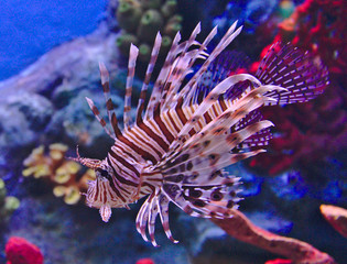 Lionfish floating in the sea water waiting for its prey along the reefs.