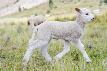 Obraz na płótnie Canvas Little white lamb on the farmland.