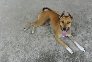 Female brown and white mixed breed dog lying down on cement floor