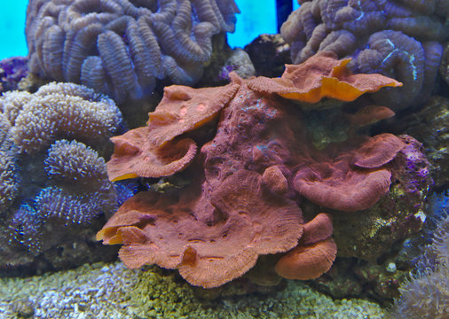 Red and brown mushroom anemone grow along with other soft coral reefs in the sea