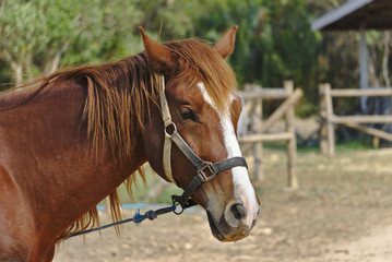 Obraz premium Brązowy i biały koń twarz zbliżenie w stajni