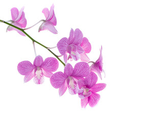 pink orchid flowers isolated on white background