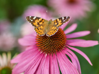 Butterfly sitting on a wild pink flower at sunny day   