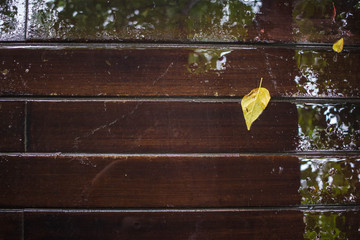 Water and yellow leaves reflect on the wooden floor after rain