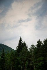 Mountains background with tree tops in the lower part of the frame under a grey moody sky. Vertical shot.