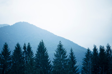 Misty mountains wallpaper, with tree tops in the foreground and hills in the background. Cold tones, blue filter.