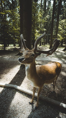 Alcuni Scatti del Wildpark Poing in Germania 