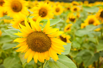 fields of bright flowering sunflowers