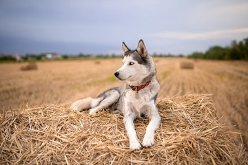  Husky dog ​​lying on a sheaf of hay on a mown field of wheat in the summer at sunset, in the countryside