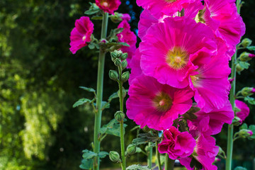 Fototapeta premium garden big pink flowers closeup