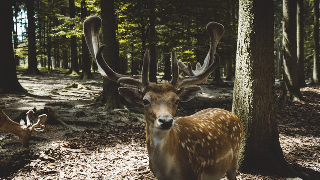 Alcuni Scatti del Wildpark Poing in Germania 