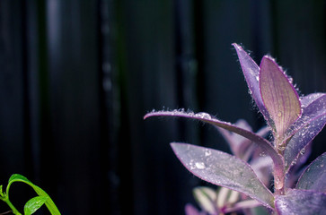 Drops of water on flowers after rain