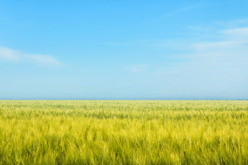 Obraz na płótnie Canvas Green wheat field on sunny day