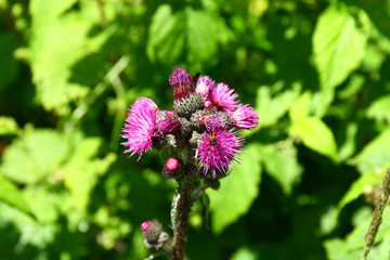 Blooming thistles
