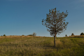 Fototapeta na wymiar conifer on field
