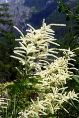 Flowers Aruncus dioicus