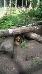 Alcuni Scatti del Wildpark Poing in Germania 