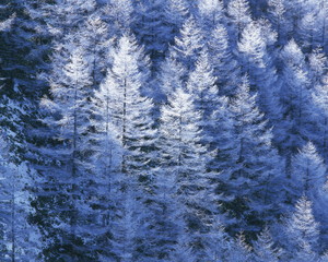 white winter forest