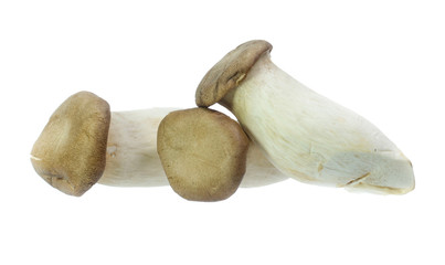 King Oyster mushrooms isolated on white background