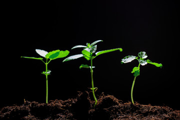The seedling are growing from the rich soil to the morning sunlight that is shining, ecology concept. - Image