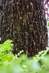 Green MOSS on tree bark in the rain forest