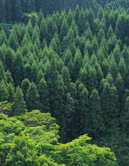 view of green forest