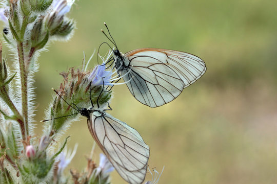 butterfly on wild flower - Viper’s Bugloss (Echium vulgare)