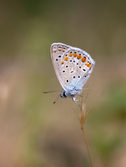 Plakat The common blue butterfly ( Polyommatus icarus )