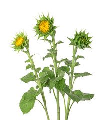 Beautiful sunflowers on white background