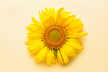 Beautiful sunflower on light background